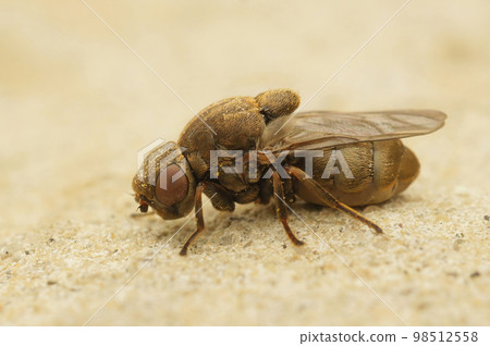 Closeup on a Stor cigargalle-fritflue parasite fly,Lipara lucens, sitting on stone 98512558