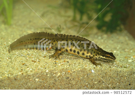 Closeup on an aquatic crested male European common smooth newt, Lissotriton vulgaris underwater Closeup on an aquatic crested male European common smooth newt, Lissotriton vulgaris underwater 98512572