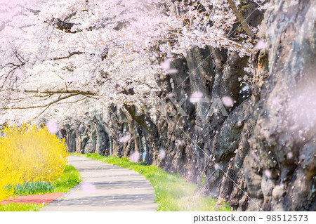 [Sakura blizzard image] Cherry blossom blizzard at Hitome Senbonzakura, a famous spot for cherry blossoms in Tohoku [Miyagi Prefecture] 98512573