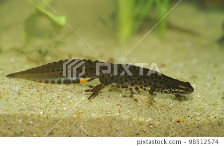 Closeup on an aquatic crested male European common smooth newt, Lissotriton vulgaris underwater 98512574