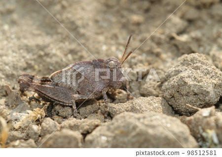 Closeup on the blue-winged grasshopper, Oedipoda caerulescens at the Belgian coast Closeup on the blue-winged grasshopper, Oedipoda caerulescens at the Belgian coast 98512581