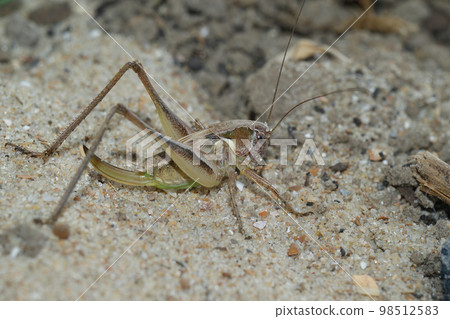 Closeup on the rare, endangered Grey Bush-cricket, Platycleis albopunctata sitting on sand 98512583