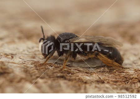 Closeup on a dark black Shaggy bee, Panurgus calcaratus, sitting on wood Closeup on a dark black Shaggy bee, Panurgus calcaratus, sitting on wood 98512592