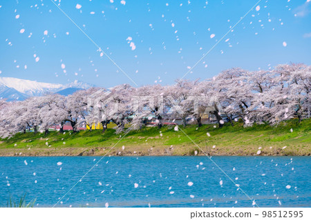 [Sakura blizzard image] Cherry blossom blizzard at Hitome Senbonzakura, a famous spot for cherry blossoms in Tohoku [Miyagi Prefecture] 98512595