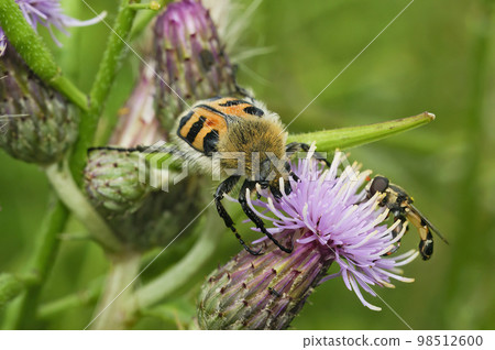 Close-up of a Smoothbarred Paintbrush Beetle, Trichius zonatus , perched on a purple thistle flower in the garden Close-up of a Smoothbarred Paintbrush Beetle, Trichius zonatus , perched on a purple thistle flower in the garden 98512600