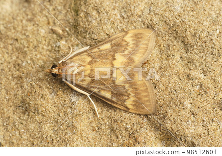 Closeup on a pale brown to yellow colored European corn borer, Ostrinia nubilalis, a pest for agriculture Closeup on a pale brown to yellow colored European corn borer, Ostrinia nubilalis, a pest for agriculture 98512601