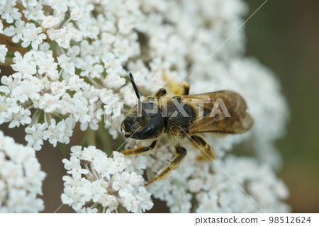 A closeup of female great banded furrow-bee, Halictus scabiosae, on a white wild carrot flower A closeup of female great banded furrow-bee, Halictus scabiosae, on a white wild carrot flower 98512624