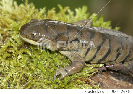 Closeup on an adult blotched tioger salamander, Ambystoma tigrinum on green moss Closeup on an adult blotched tioger salamander, Ambystoma tigrinum on green moss 98512626