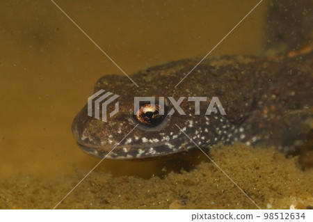 Underwater closeup on a Danube crested newt, Triturus dobrogicus 98512634