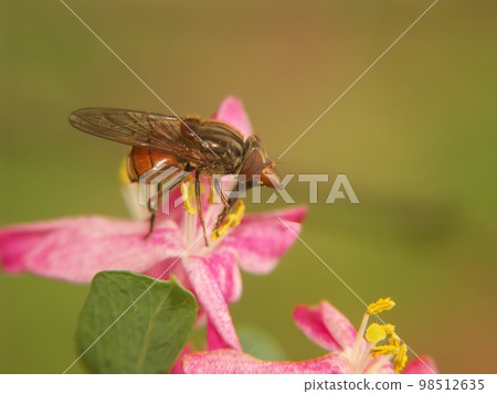 Closeup of a common snoutfly , Rhingia campestris sitting on a pink flower 98512635