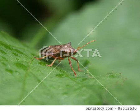 Frontal closeup on the brown spiny or spiked shieldbug Picromerus bidens sitting on a green leaf Frontal closeup on the brown spiny or spiked shieldbug Picromerus bidens sitting on a green leaf 98512636