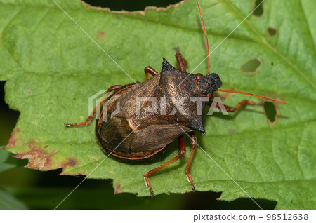 Closeup on the brown spiny or spiked shieldbug Picromerus bidens sitting on a green leaf Closeup on the brown spiny or spiked shieldbug Picromerus bidens sitting on a green leaf 98512638