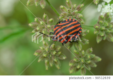 Closeup on the colorful red Italian striped bug, Graphosoma italicum sitting in green vegetation Closeup on the colorful red Italian striped bug, Graphosoma italicum sitting in green vegetation 98512639