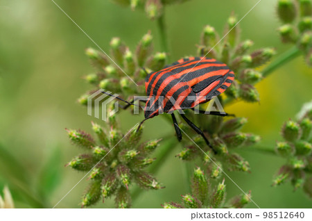 Closeup on the colorful red Italian striped bug, Graphosoma italicum sitting in green vegetation Closeup on the colorful red Italian striped bug, Graphosoma italicum sitting in green vegetation 98512640