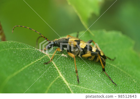 Closeup on a spotted longhorn beetke, Rutpela maculata sitting on a green leaf 98512643