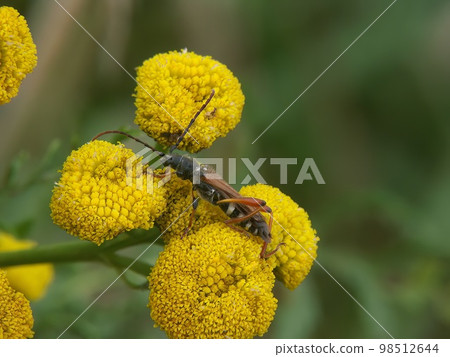 Closeup on a stenopterus rufus longhorn beetle bug on yellow Tansy flower, Tanacetum vulgare 98512644