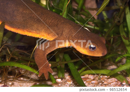 Closeup on a male, poisonous Californian Rough skinned newt, Taricha granulosa 98512654