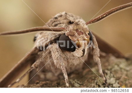 Frontal closeup on the impressive Convolvulus Hawkmoth, Agrius convolvuli, sitting with open wings on a piece of wood 98512658