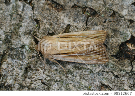 Detailed closeup on a fresh emerged shoulder-striped wainscot moth, Leucania comma on a piece of wood. 98512667