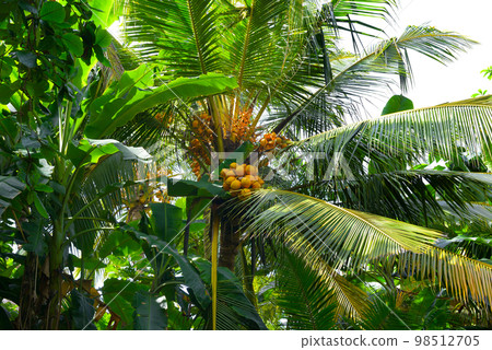 Beautiful palm leaves and fruits. 98512705