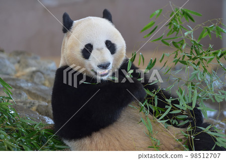 Yuhama eating bamboo deliciously Yuhama eating bamboo deliciously 98512707