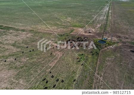 Cows silhouettes grazing, La Pampa, Patagonia, Argentina. Cows silhouettes grazing, La Pampa, Patagonia, Argentina. 98512715