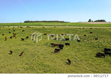 Cows silhouettes grazing, La Pampa, Patagonia, Argentina. Cows silhouettes grazing, La Pampa, Patagonia, Argentina. 98512717