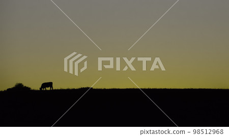 Cows silhouettes grazing, La Pampa, Patagonia, Argentina. Cows silhouettes grazing, La Pampa, Patagonia, Argentina. 98512968