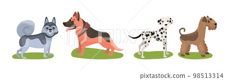 Different Dog Breed Standing on Green Grass Vector Set 98513314
