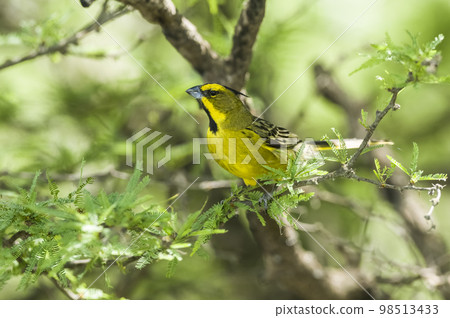 Yelow Cardinal, Gubernatrix cristata, Endangered species in La Pampa, Argentina Yelow Cardinal, Gubernatrix cristata, Endangered species in La Pampa, Argentina 98513433