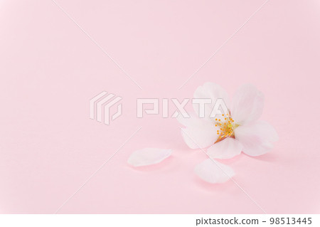 散落的櫻花粉色背景 散落的櫻花粉色背景 98513445