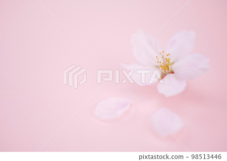 Scattered cherry blossom pink background 98513446