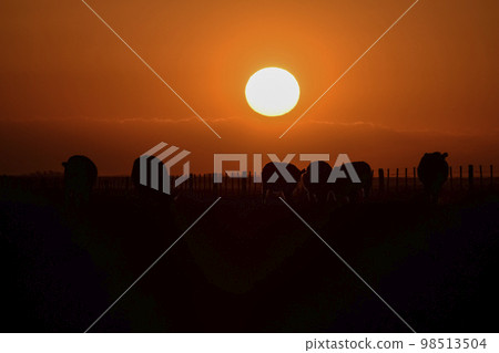 Cows silhouettes  grazing, La Pampa, Patagonia, Argentina. 98513504