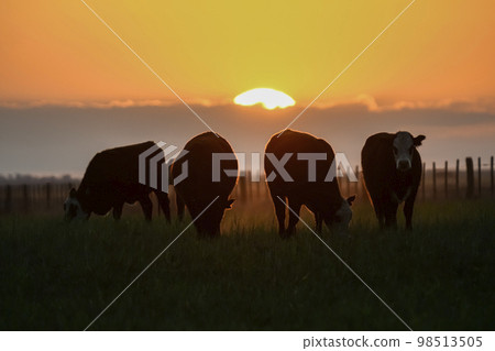 Cows silhouettes grazing, La Pampa, Patagonia, Argentina. Cows silhouettes grazing, La Pampa, Patagonia, Argentina. 98513505