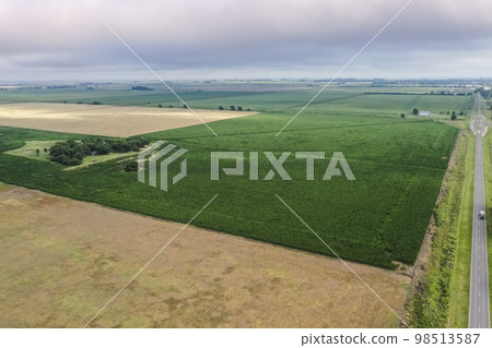 Corn cultivation, Buenos Aires Province, Argentina. Corn cultivation, Buenos Aires Province, Argentina. 98513587