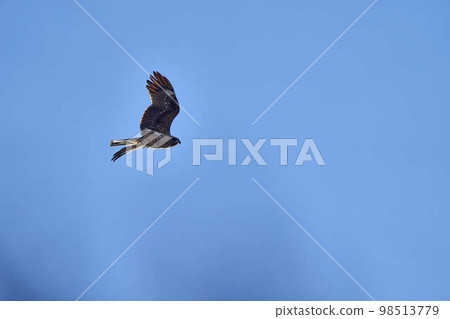 A dragonfly dancing in the sky 98513779