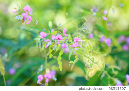 Flower of Alecidnus bali Flower of Alecidnus bali 98513807