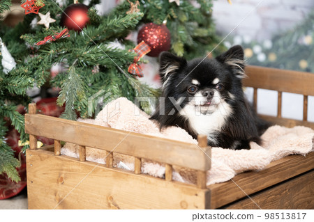 吉娃娃在床上，有一棵聖誕樹 98513817