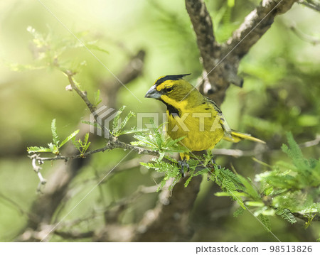Yellow Cardinal, Gubernatrix cristata, Endangered species in La Pampa, Argentina 98513826