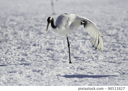 Red-crowned crane sub-adult bird Susa 98513827