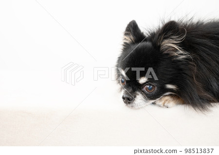 躺著的黑色吉娃娃 98513837