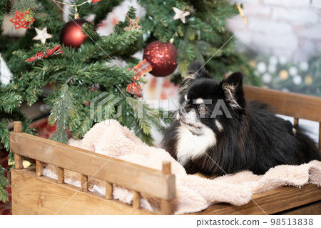 吉娃娃在床上，有一棵聖誕樹 98513838