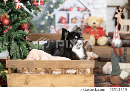 Chihuahua on a bed with a Christmas tree 98513839
