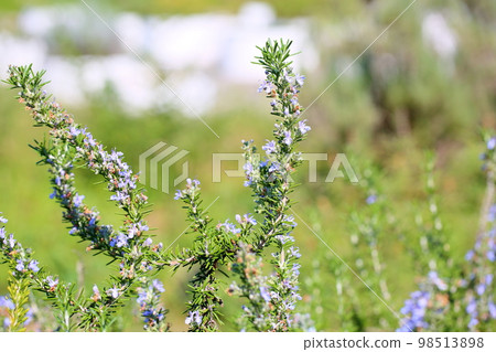 迷迭香花 98513898