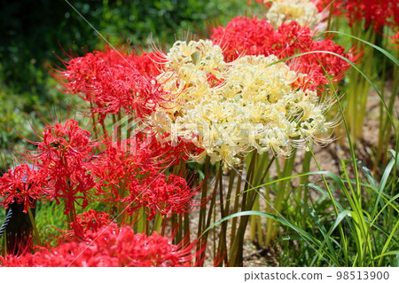 白色銀蓮花屬花 98513900