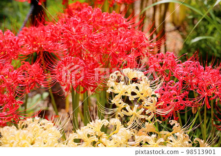 白色銀蓮花屬花 98513901