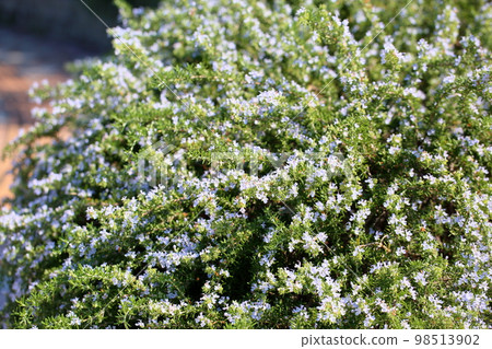 迷迭香花 98513902