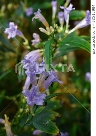 植物園中的 Strobiranthes anisophilus 植物園中的 Strobiranthes anisophilus 98513994