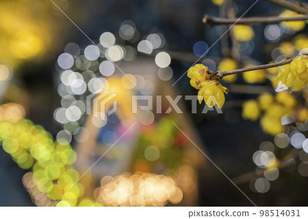 足利花卉公園的燈飾 栃木縣足利市 98514031