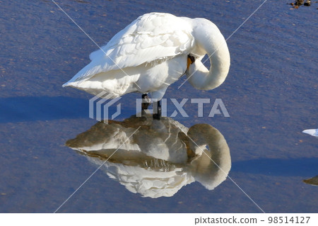 Koshibe River, Kawashima-cho, Hiki-gun, Saitama prefecture Swan landing place Tundra swans fold their necks and preen their wings 98514127